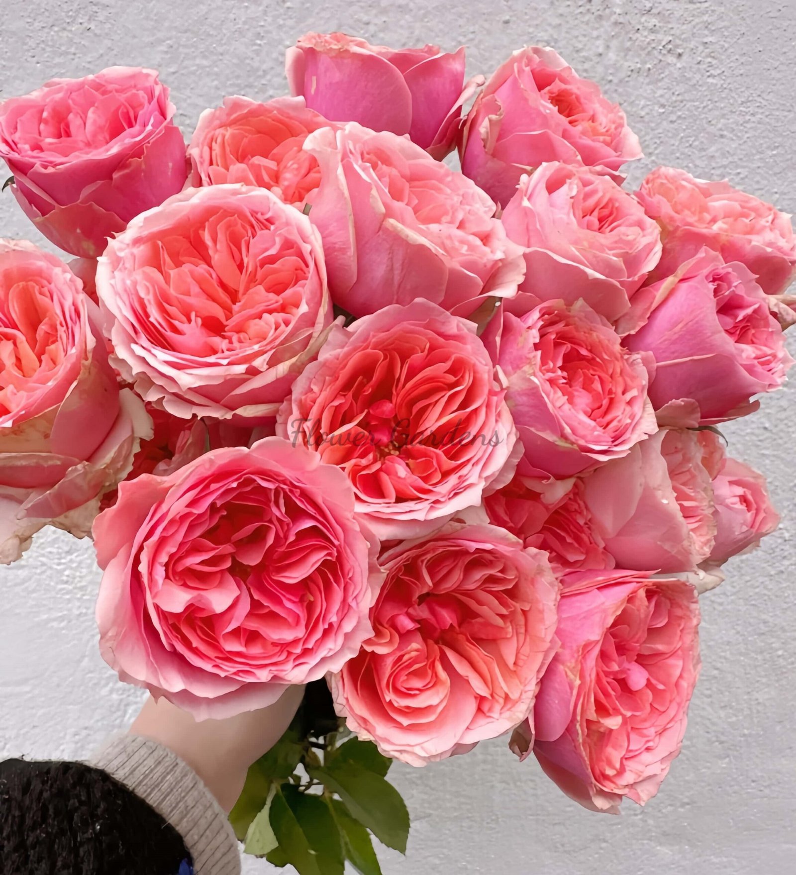 Strawberry Chameleon Rose丨Flower Gardens