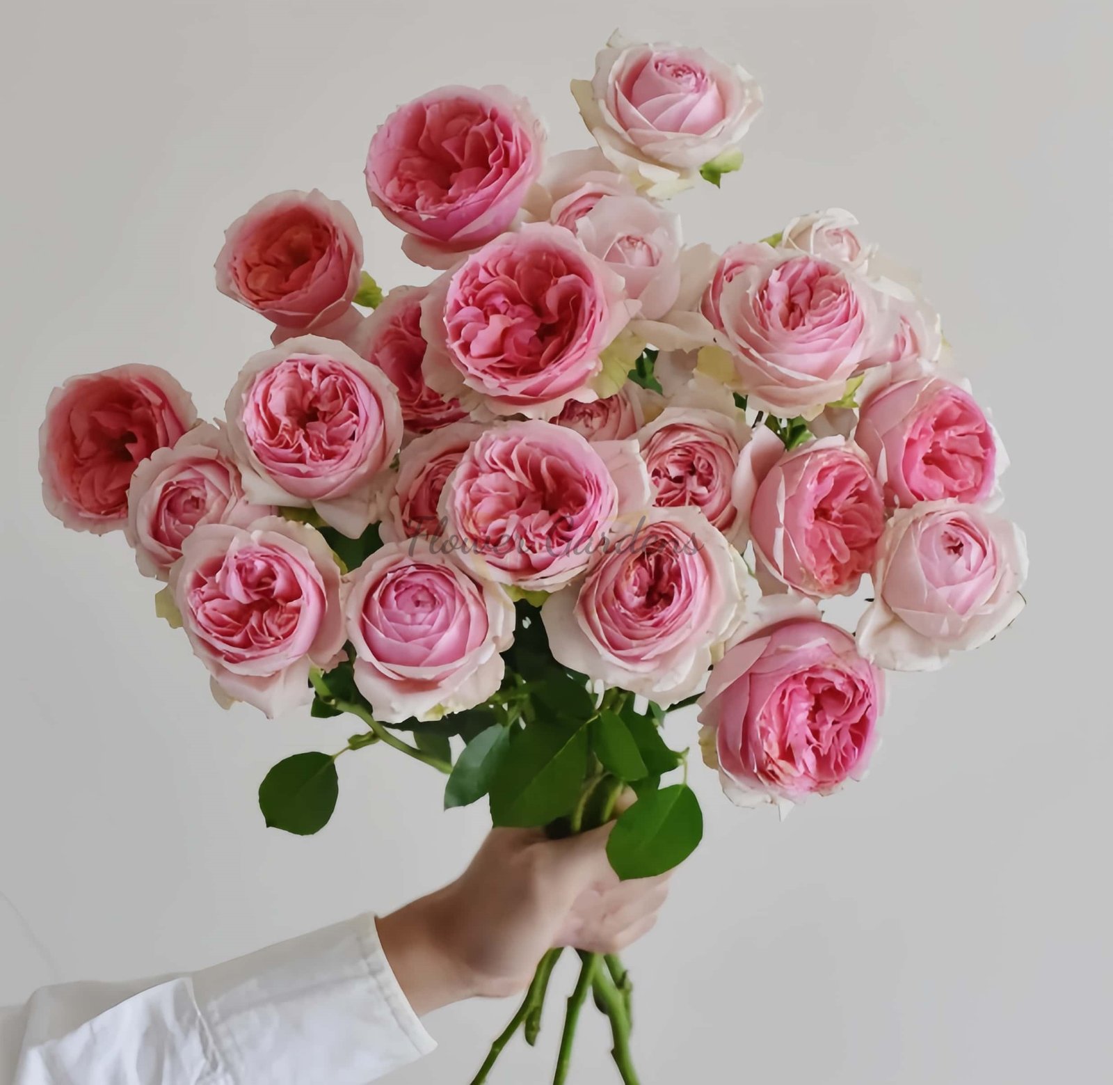 Strawberry Chameleon Rose丨Flower Gardens