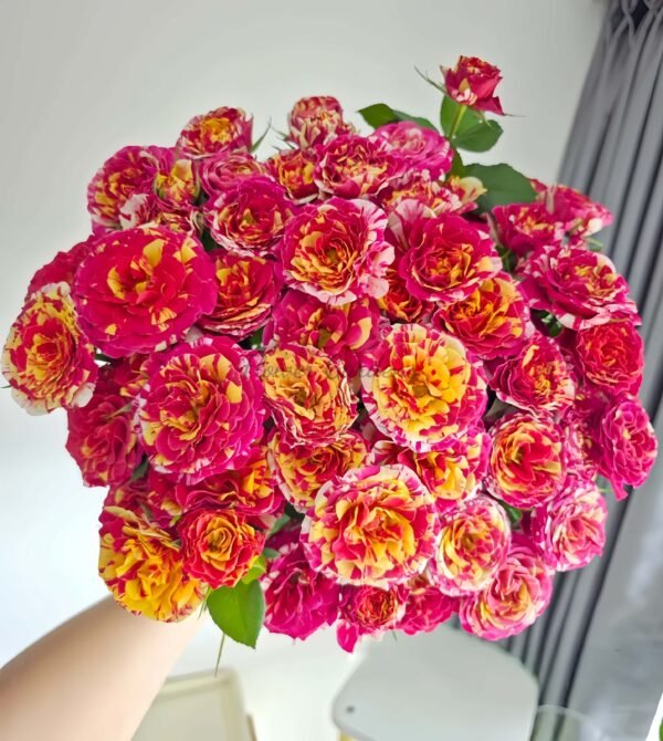 Stunning Rose丨Flower Gardens