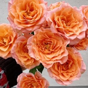 Sundial Rose plant丨Flower Gardens