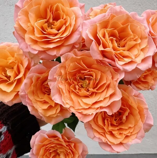 Sundial Rose plant丨Flower Gardens