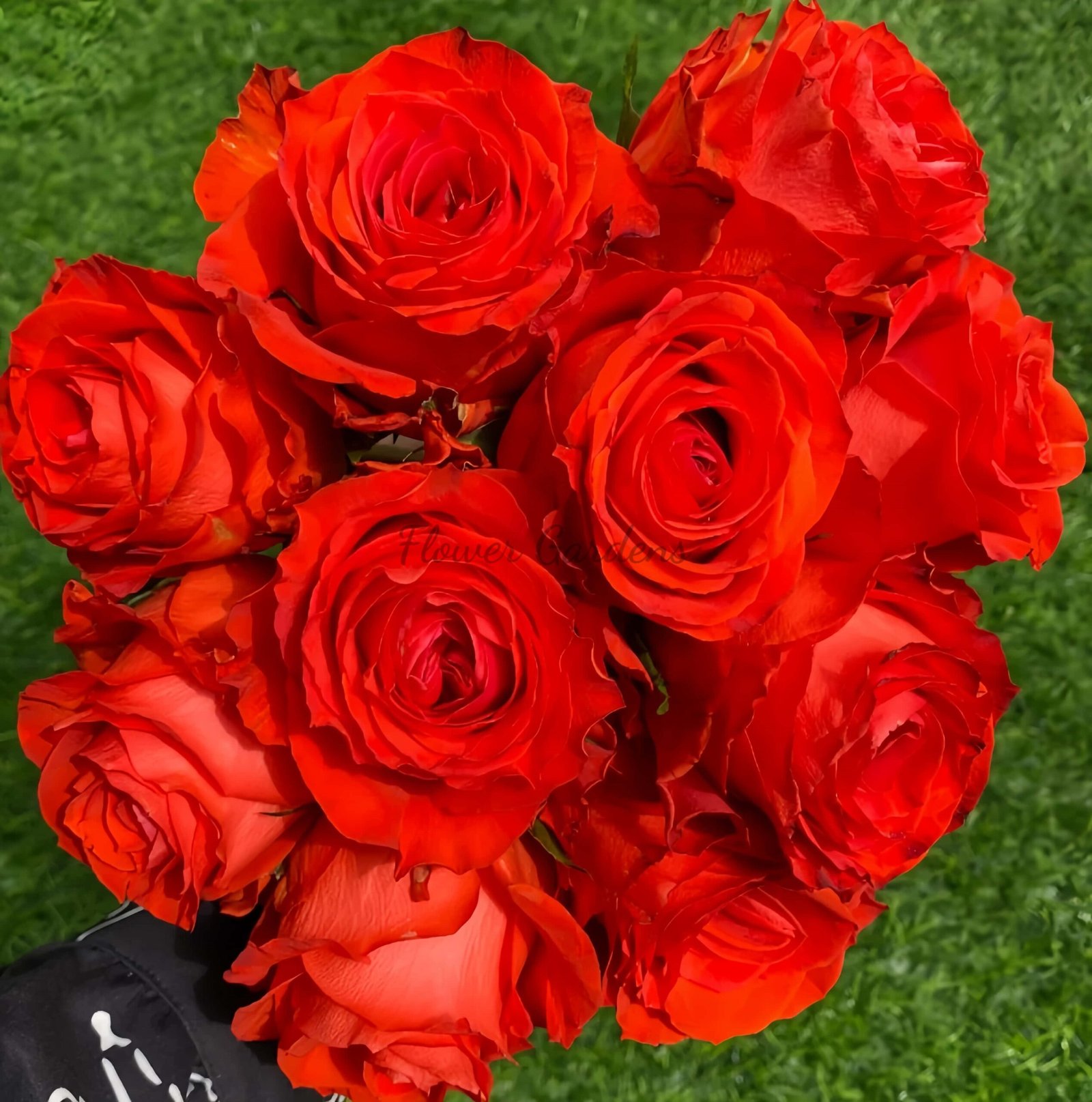 Sunset Glow Rose丨Flower Gardens