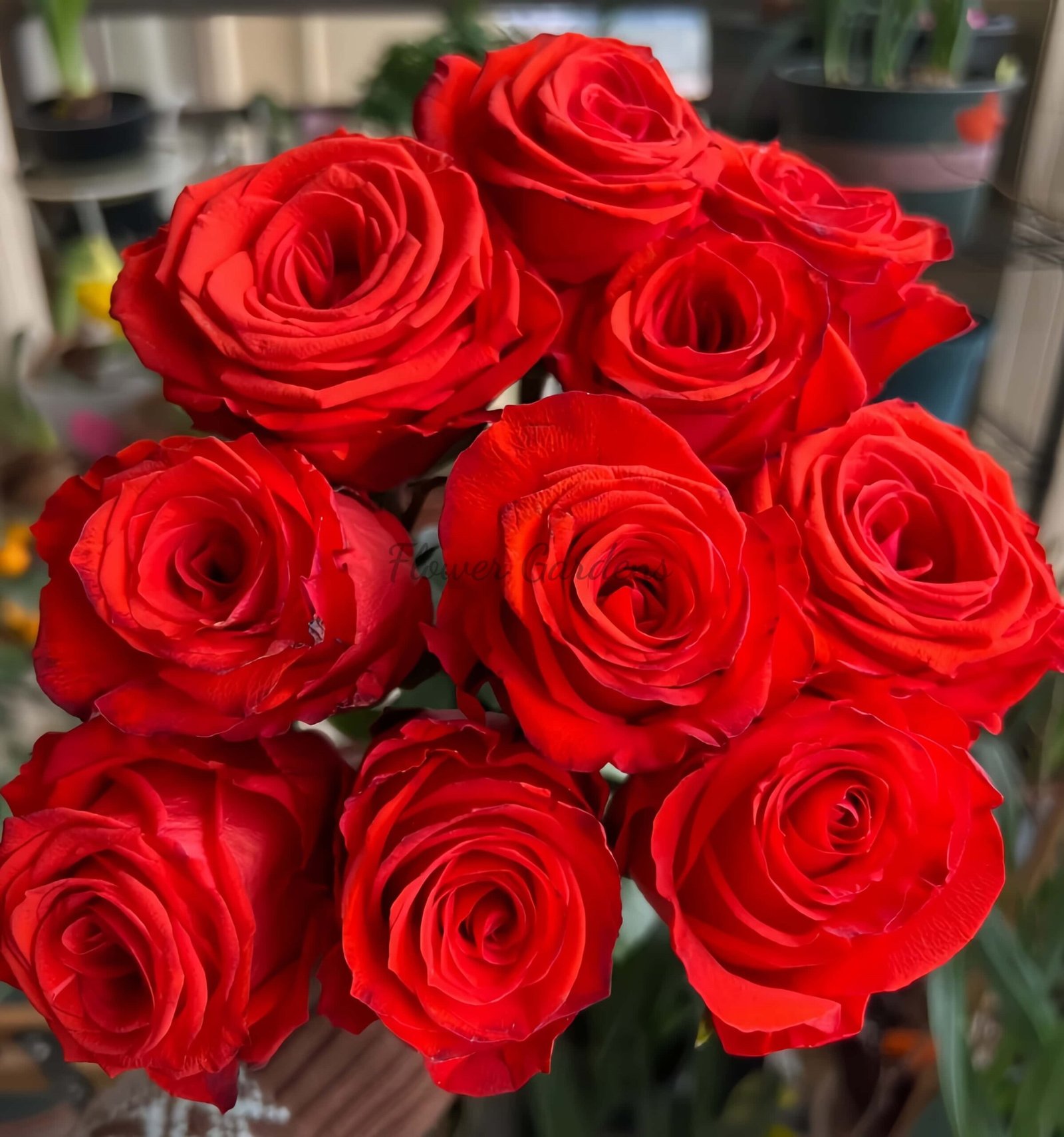 Sunset Glow Rose for sale丨Flower Gardens