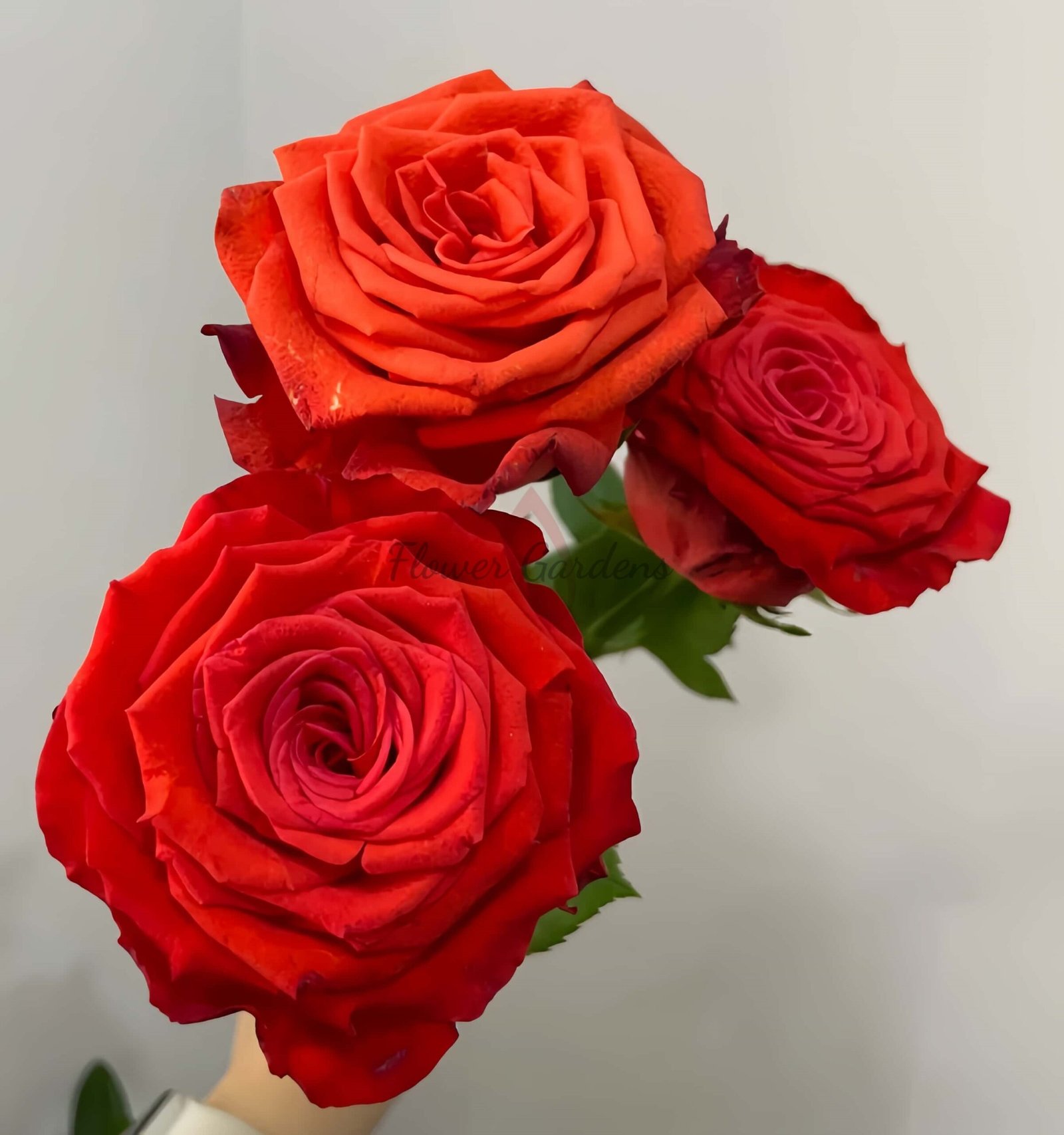 Sunset Glow Rose丨Flower Gardens