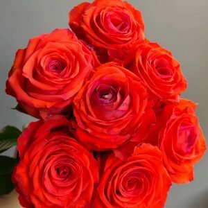 Sunset Glow Rose plant丨Flower Gardens