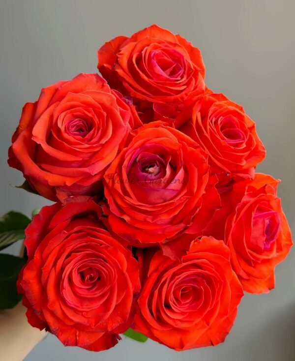 Sunset Glow Rose plant丨Flower Gardens