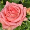 Sweet Mama Rose for sale丨Flower Gardens