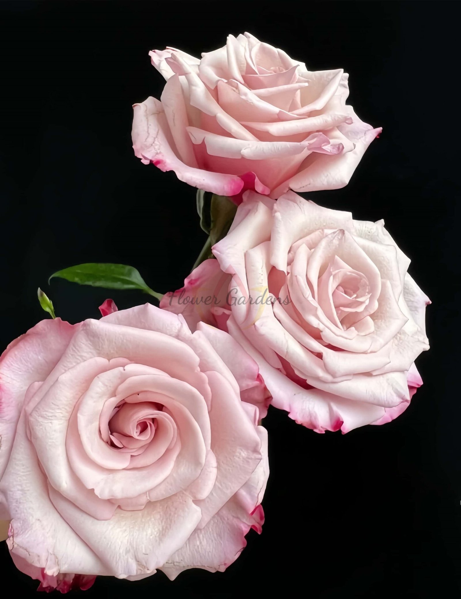 Sweetness Rose plant丨Flower Gardens