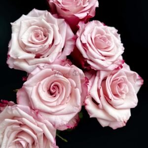 Sweetness Rose for sale丨Flower Gardens
