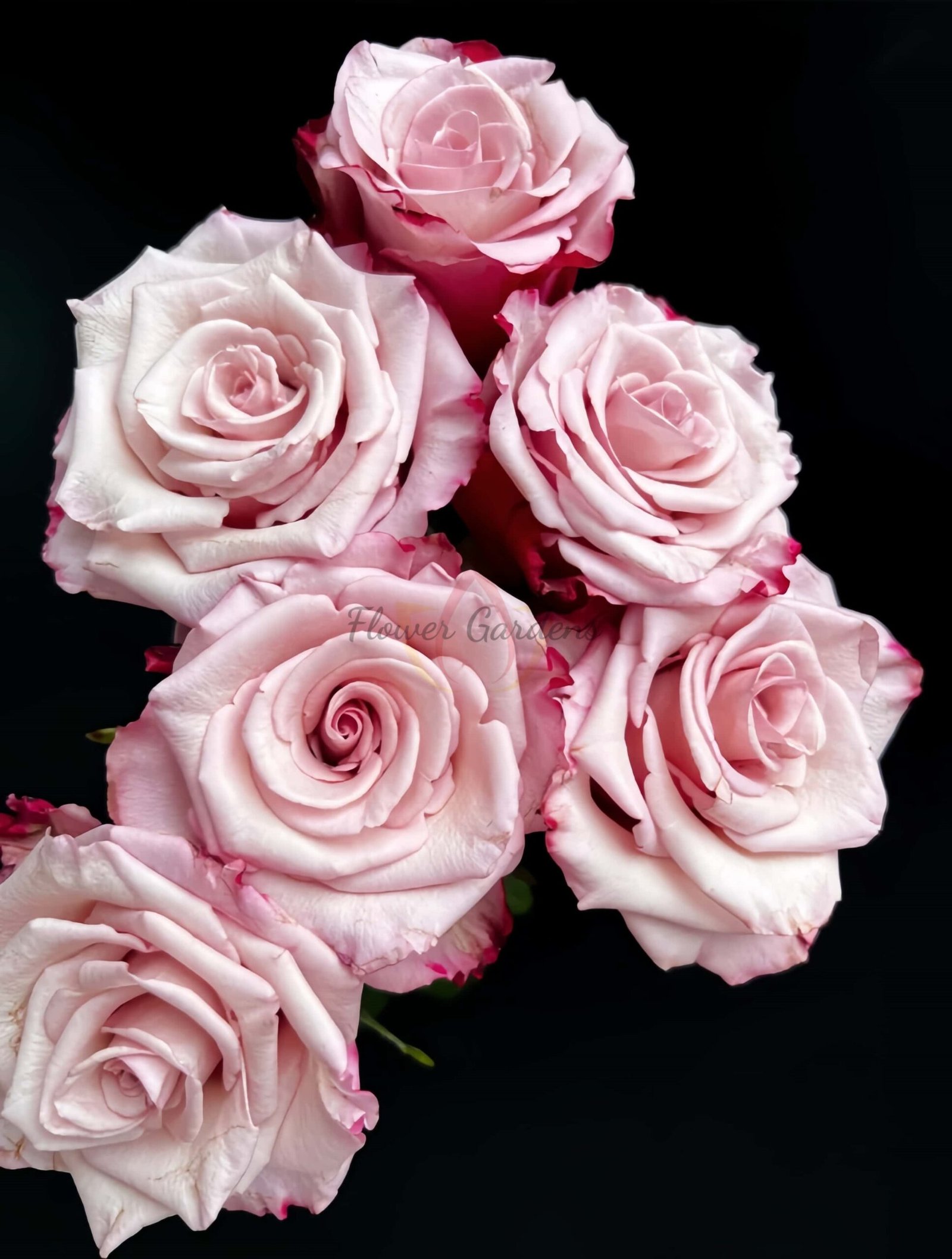 Sweetness Rose for sale丨Flower Gardens