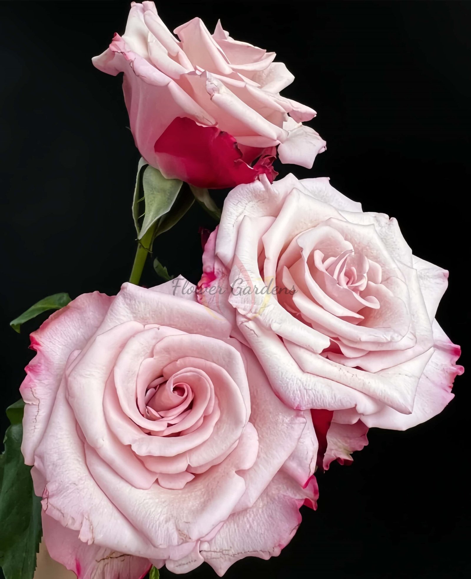 Sweetness Rose丨Flower Gardens