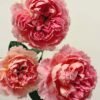 Tapestry Rose for sale丨Flower Gardens