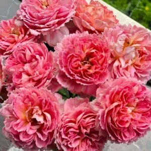 Tapestry Rose丨Flower Gardens