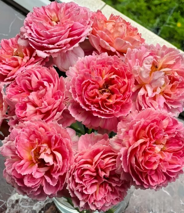 Tapestry Rose丨Flower Gardens