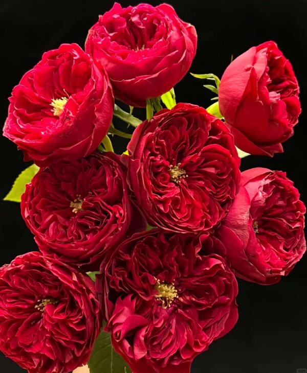 Tess Rose plant丨Flower Gardens