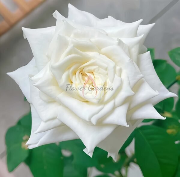 Tineke Rose for sale丨Flower Gardens