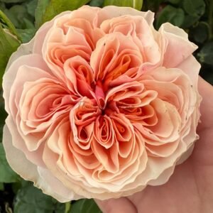 Tip-Top Rose丨Flower Gardens