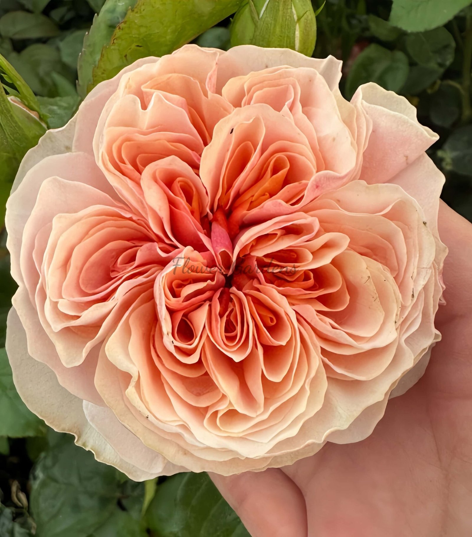 Tip-Top Rose丨Flower Gardens