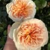Tip-Top Rose plant丨Flower Gardens