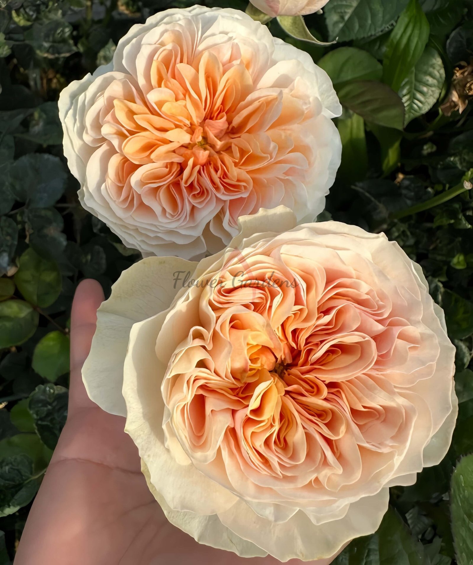 Tip-Top Rose plant丨Flower Gardens
