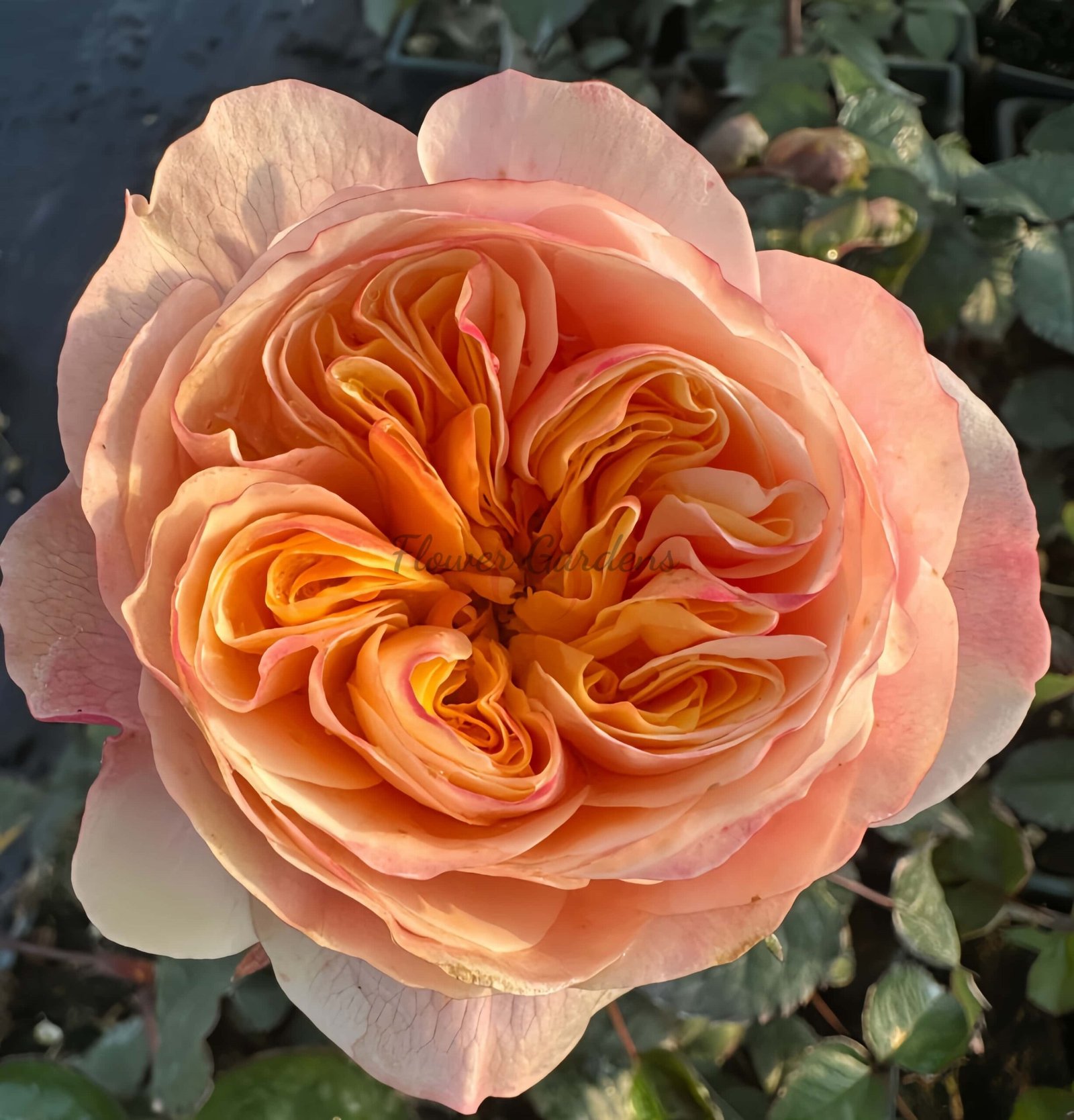 Tip-Top Rose丨Flower Gardens