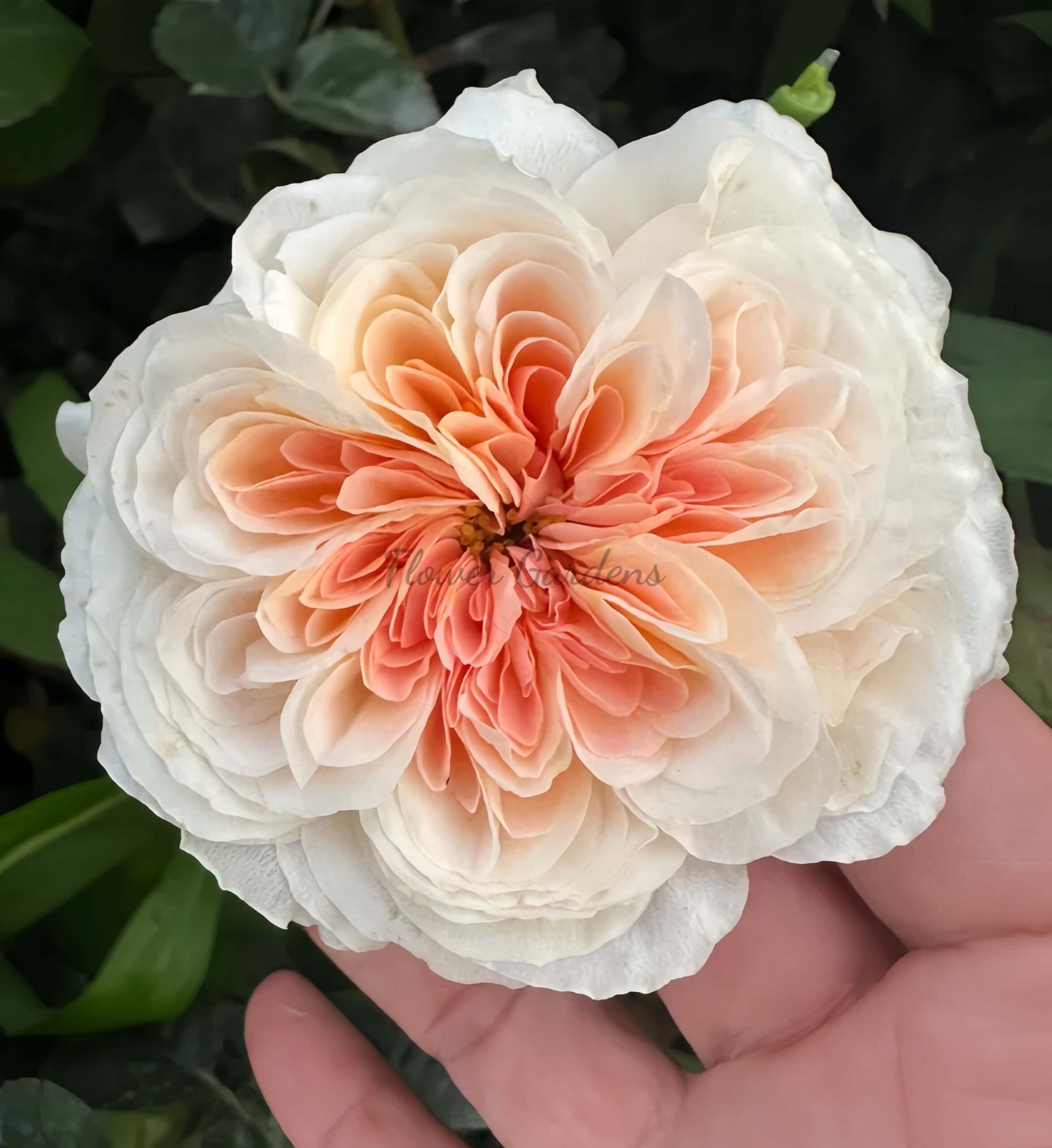 Tip-Top Rose for sale丨Flower Gardens