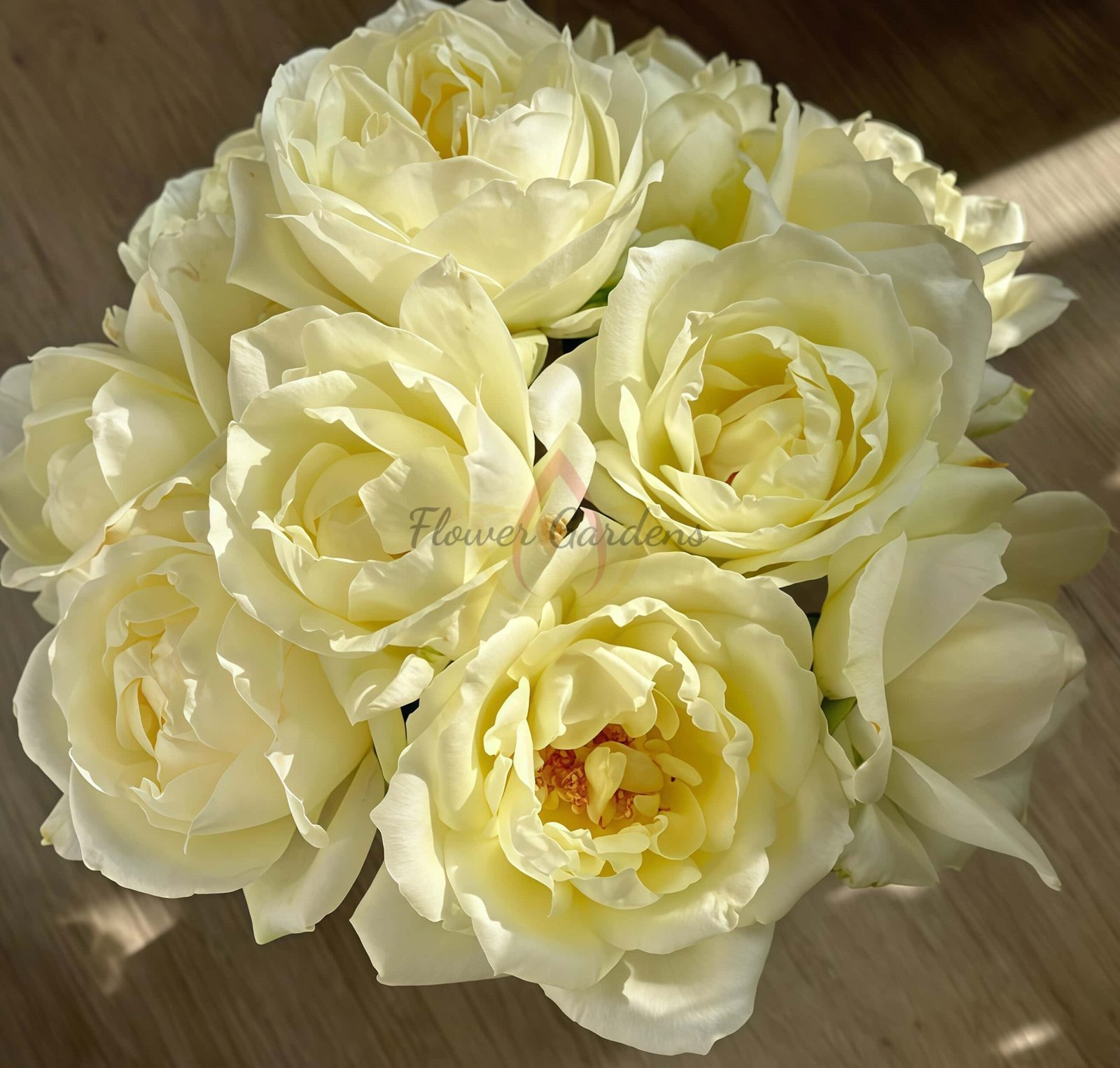 Vania lce Rose丨Flower Gardens