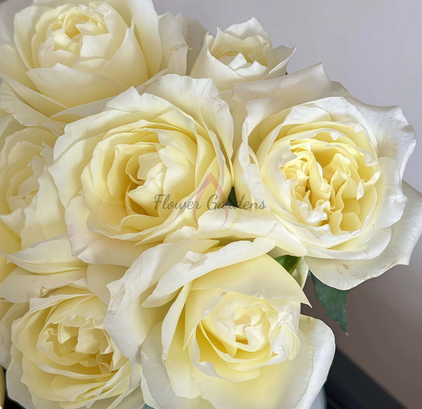 Vania lce Rose for sale丨Flower Gardens