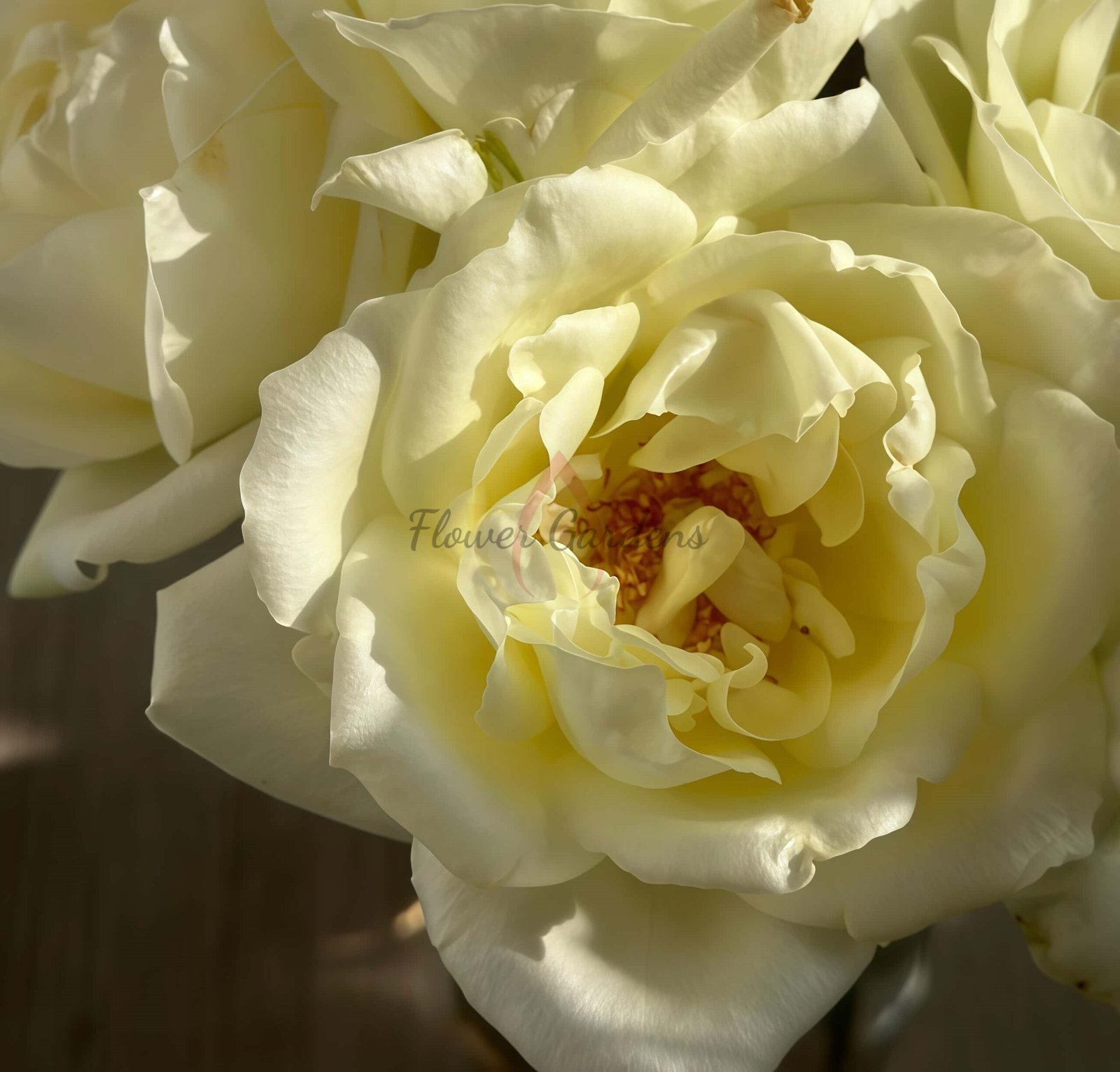 Vania lce Rose丨Flower Gardens