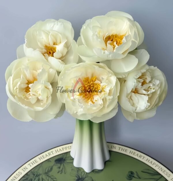 Vanilla Schnapps Peony 丨Flower Gardens