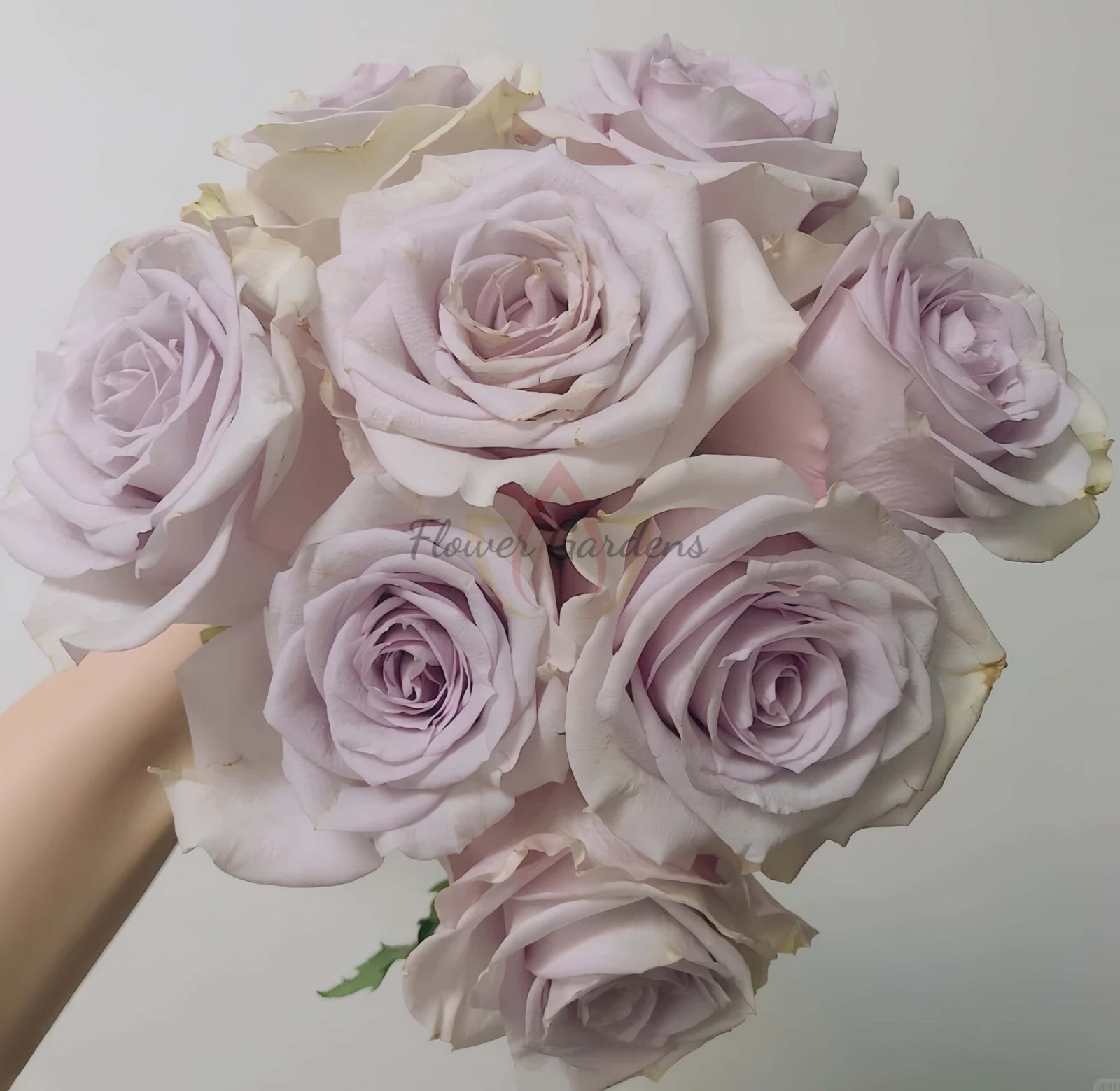 Vanquish Rose丨Flower Gardens