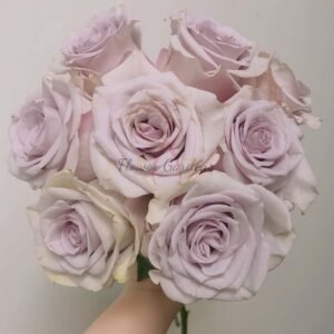 Vanquish Rose for sale丨Flower Gardens