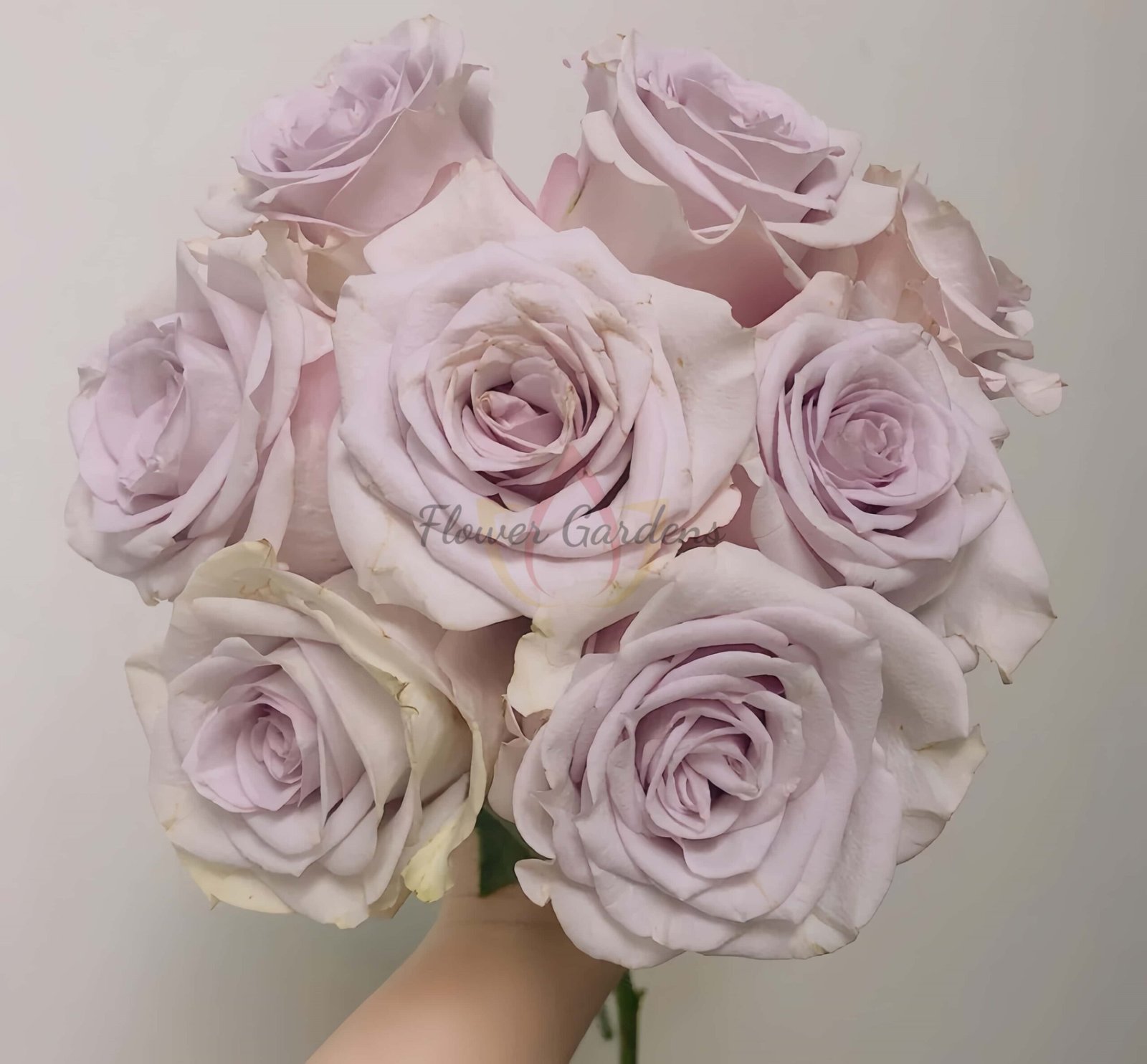 Vanquish Rose for sale丨Flower Gardens