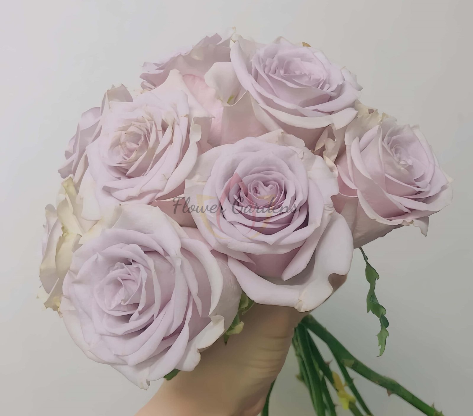 Vanquish Rose丨Flower Gardens