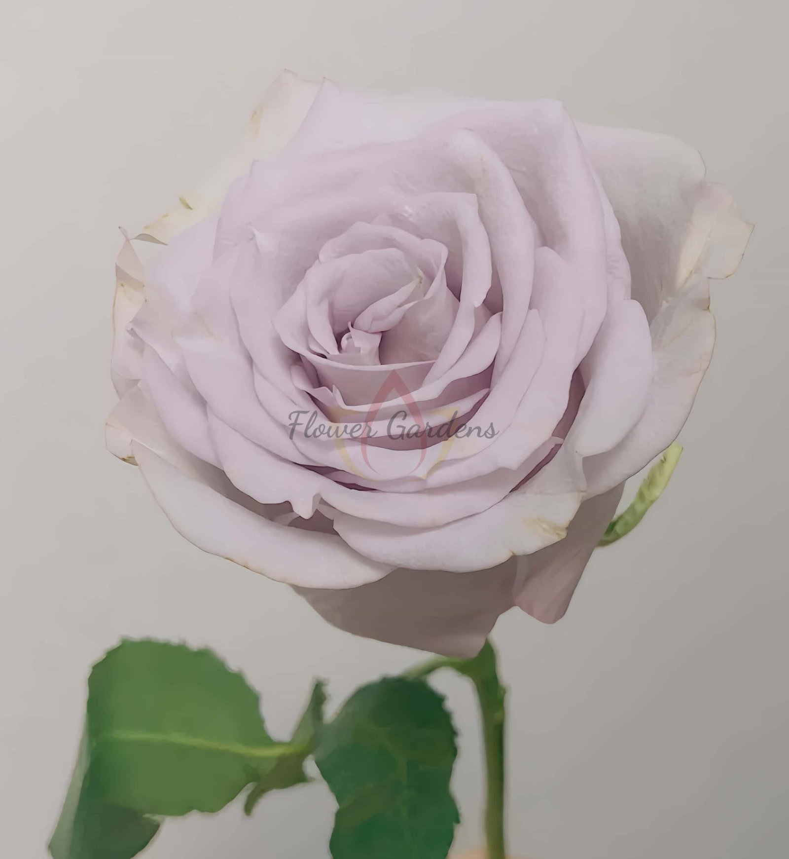 Vanquish Rose plant丨Flower Gardens