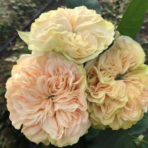 Victoria Wedding Rose丨Flower Gardens