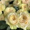 Victoria Wedding Rose plant丨Flower Gardens