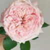 Victorian Pink Rose丨Flower Gardens