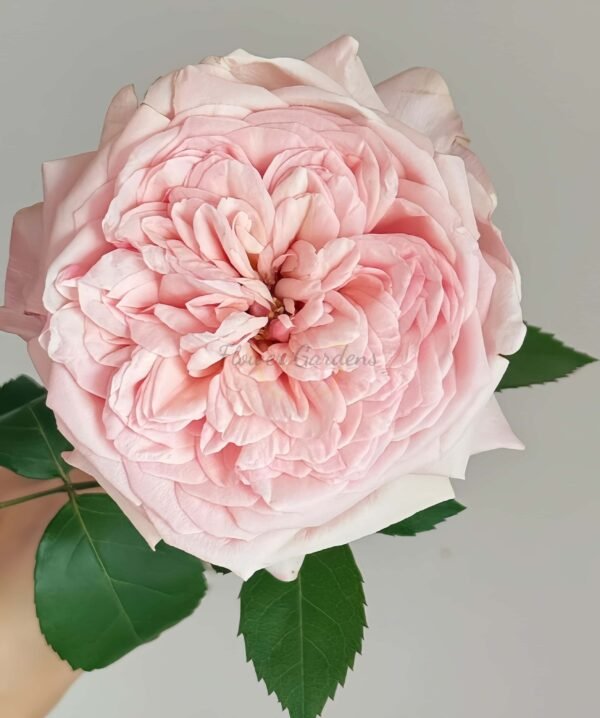 Victorian Pink Rose丨Flower Gardens