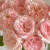 Victorian Pink Rose plant丨Flower Gardens