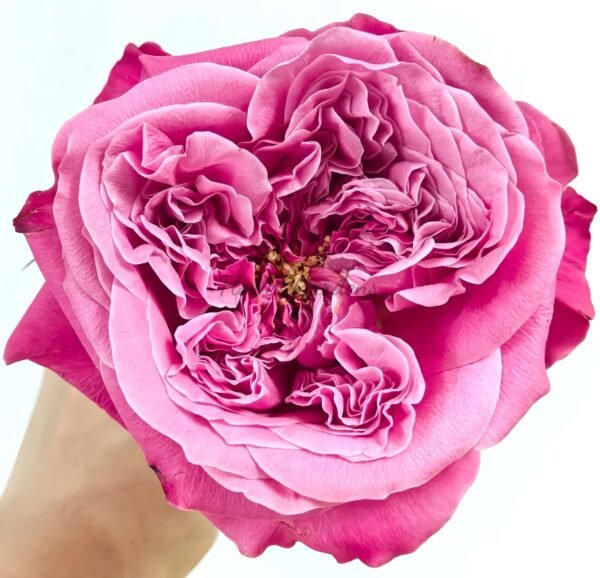 Villa Muze Rose丨Flower Gardens