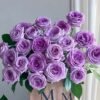 Violet'spride Rose plant丨Flower Gardens