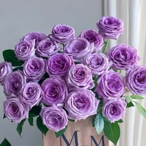 Violet'spride Rose plant丨Flower Gardens