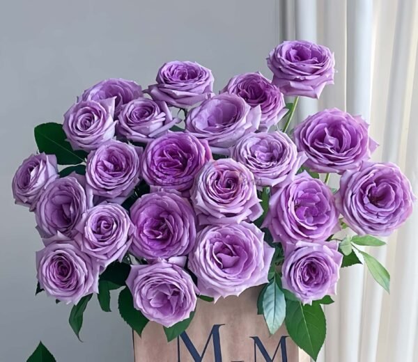 Violet'spride Rose plant丨Flower Gardens