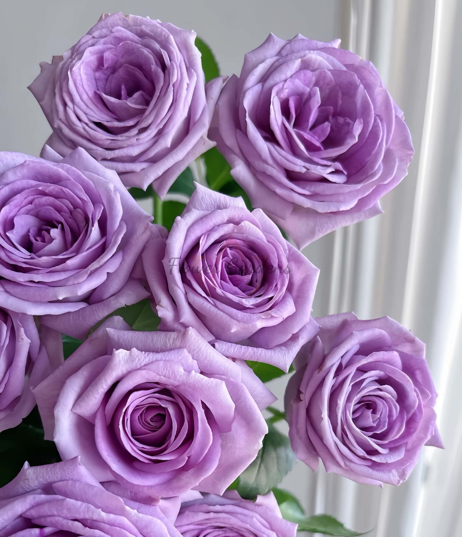 Violet'spride Rose丨Flower Gardens