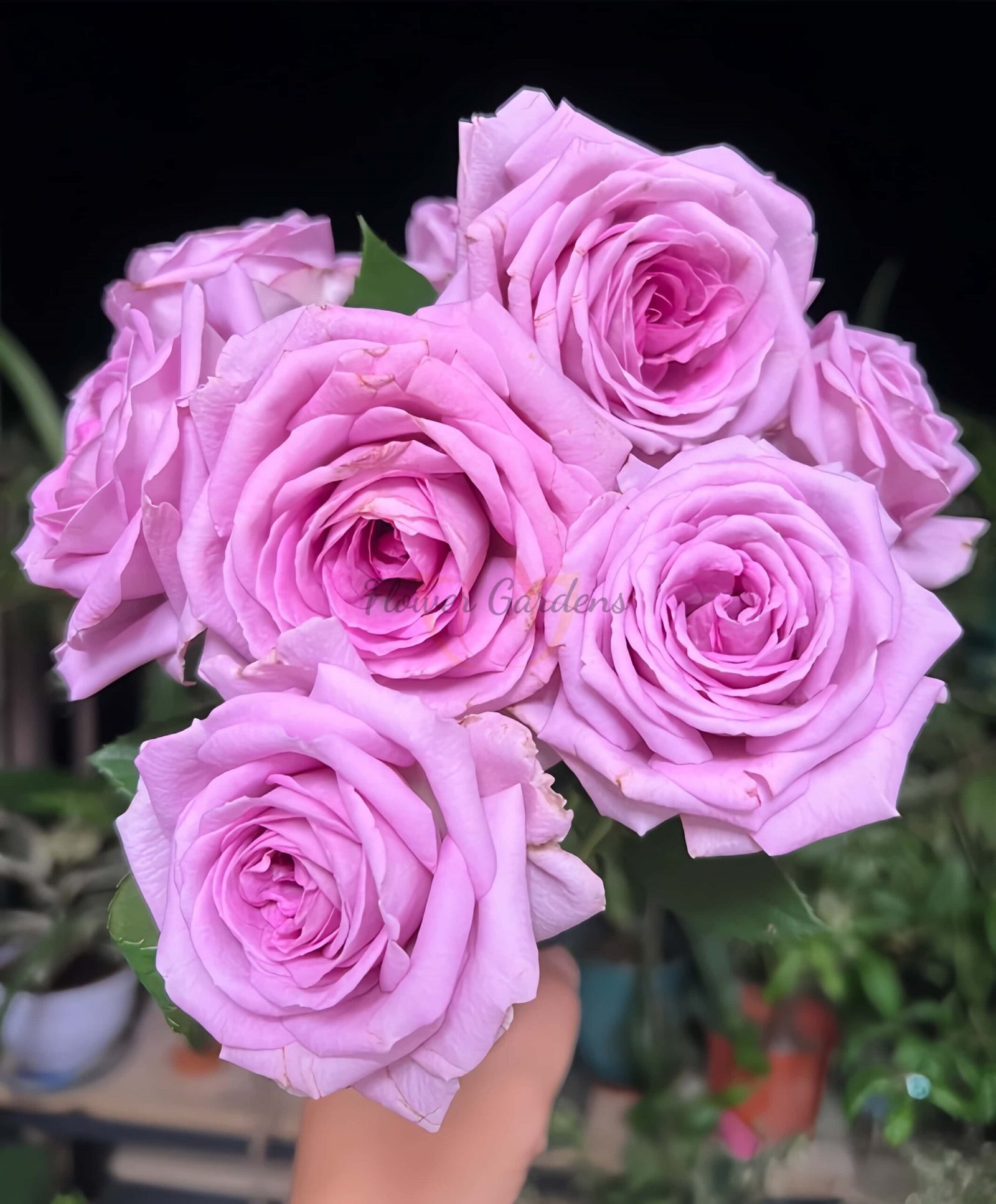 Violet'spride Rose丨Flower Gardens