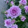 Violet'spride Rose for sale丨Flower Gardens