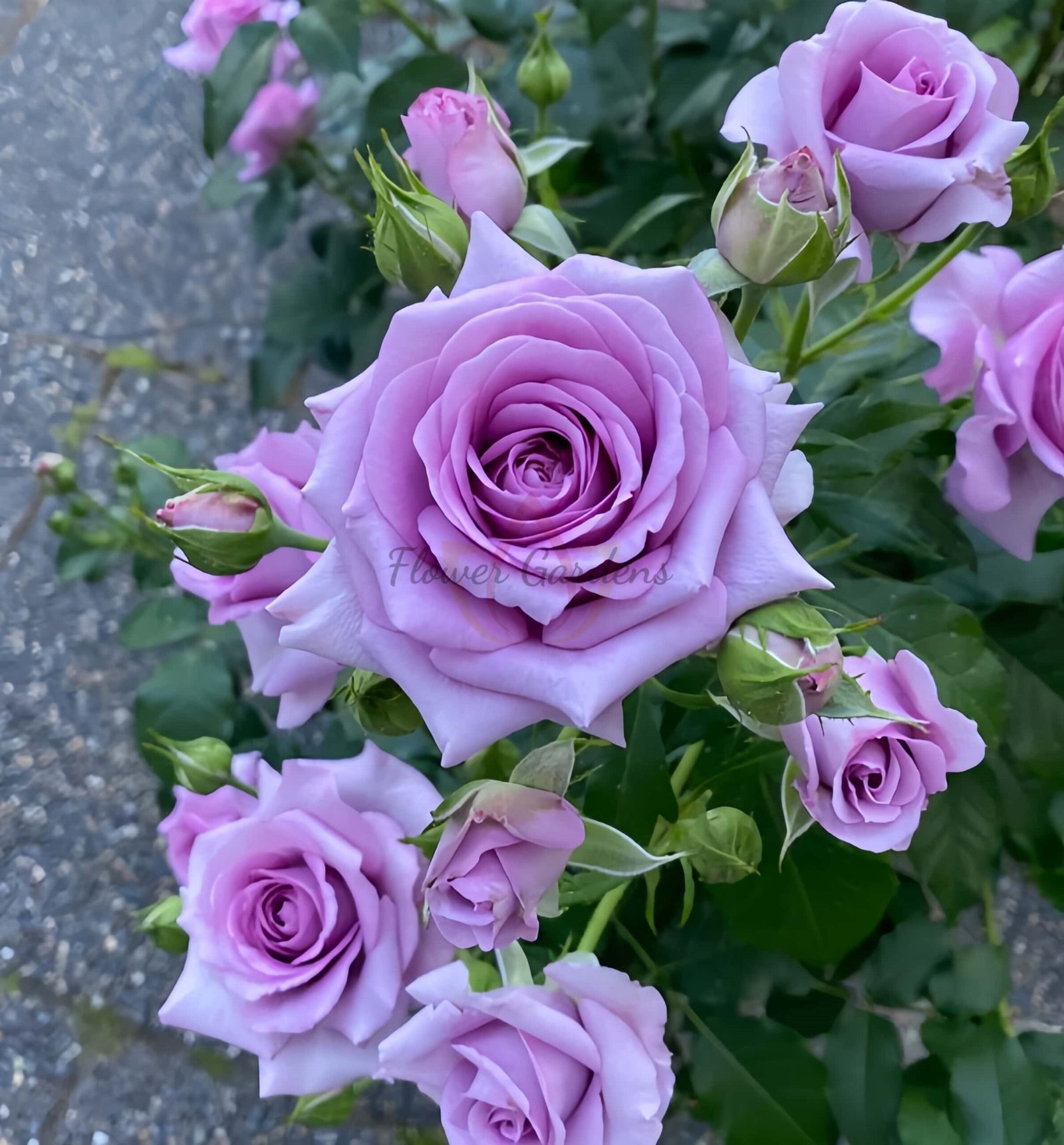 Violet'spride Rose for sale丨Flower Gardens
