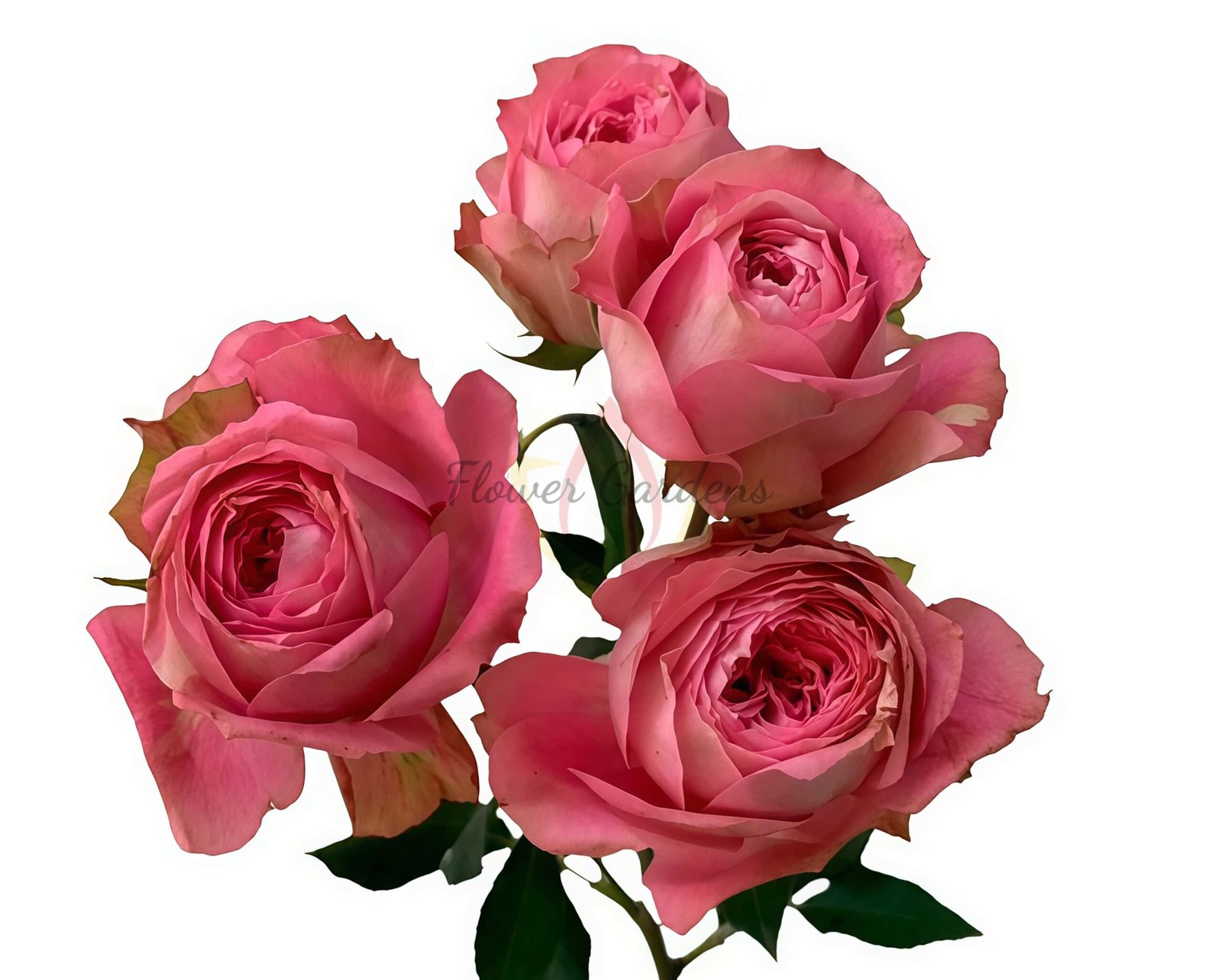 Volkova Rose plant丨Flower Gardens