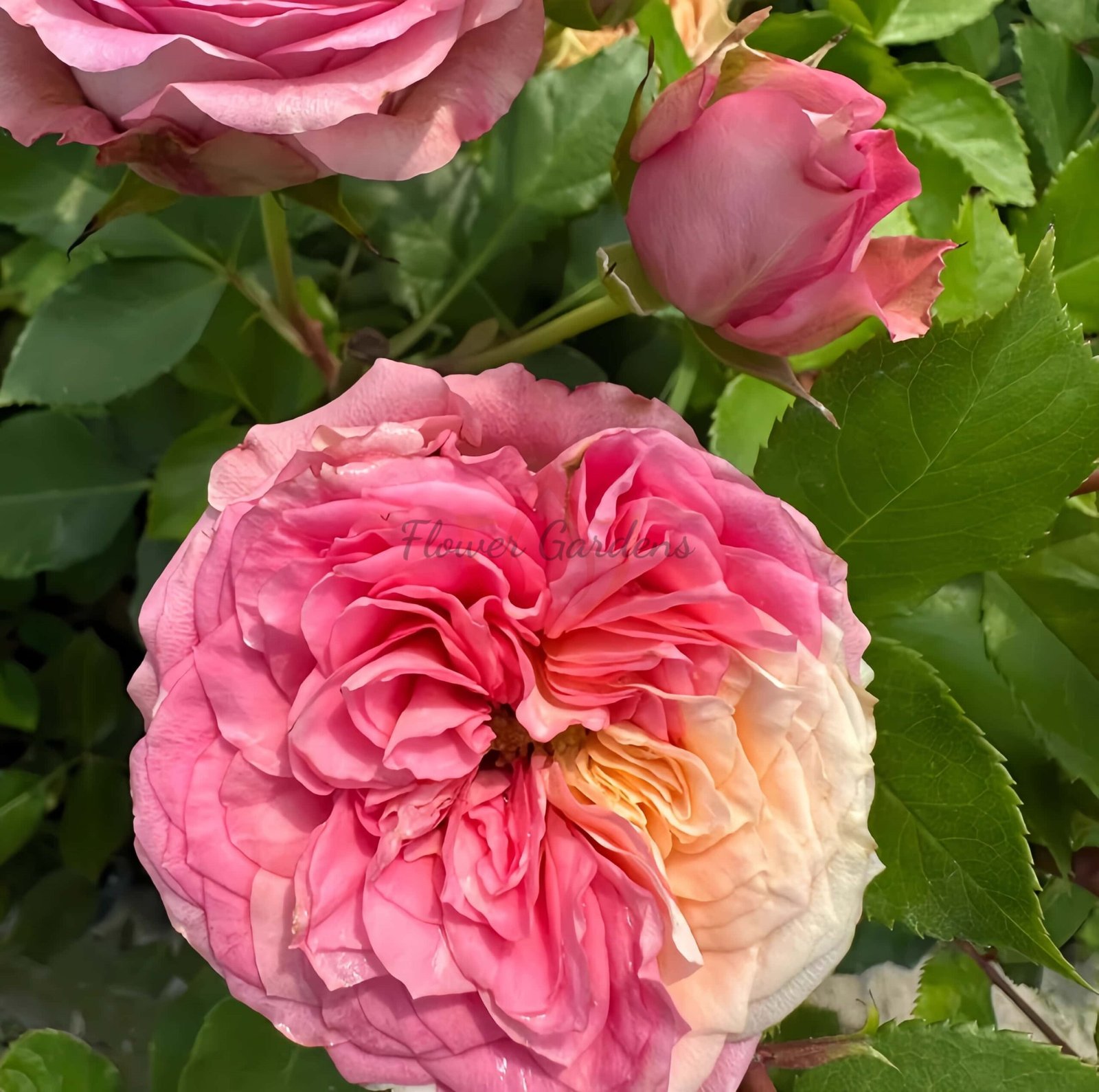 Volkova Rose丨Flower Gardens